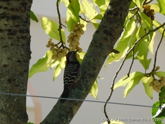 Dendrocoptes auriceps