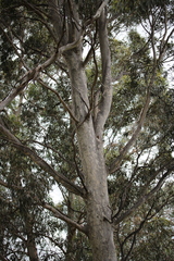 Corymbia maculata