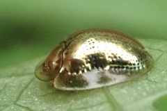 Charidotella