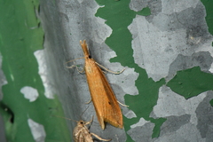 Donacaula