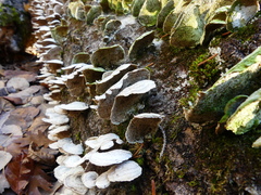Trametes pubescens