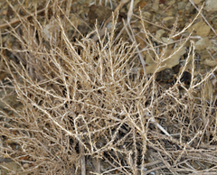Tetradymia glabrata