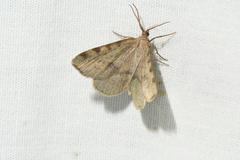 Macaria ribearia