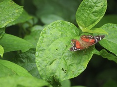 Anartia amathea