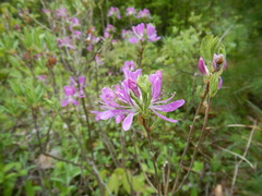 Rhododendron canadense