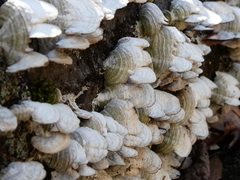 Trametes pubescens