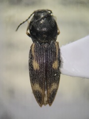 Paracardiophorus
