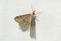 Macaria ribearia