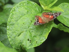 Anartia amathea