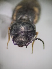 Paracardiophorus