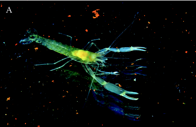 Eurindicus