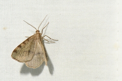 Macaria ribearia