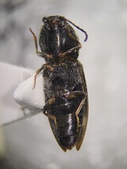 Paracardiophorus