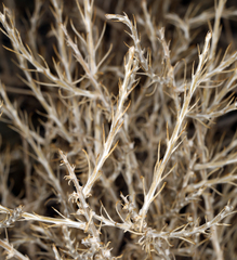 Tetradymia glabrata