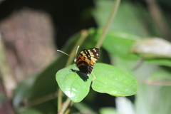 Heliconius