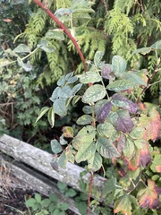 Rosa nutkana