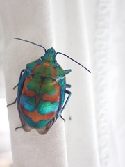 Tectocoris diophthalmus