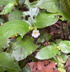 Gesneriaceae
