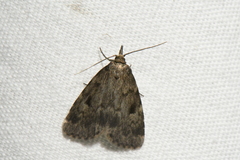 Parahypenodes quadralis