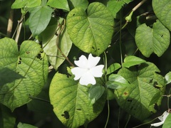 Thunbergia fragrans
