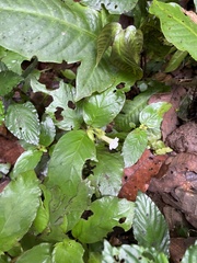 Gesneriaceae