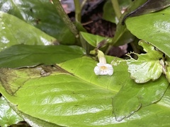 Gesneriaceae
