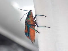 Tectocoris diophthalmus