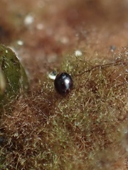 Sticholotidinae