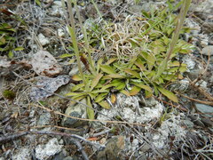 Antennaria
