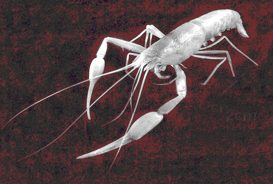 Typhlocarididae