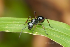 Polyrhachis rastellata