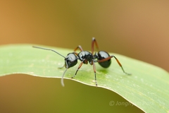 Polyrhachis rastellata