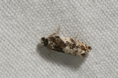 Gypsonoma adjuncta