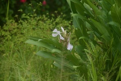 Hedychium