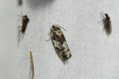 Gypsonoma adjuncta