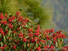 Ilex
