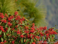 Ilex