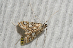Elophila ekthlipsis
