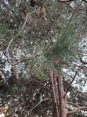 Pinus attenuata