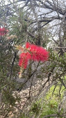 Melaleuca linearis