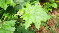 Solanum stramoniifolium