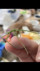 Phasmatinae