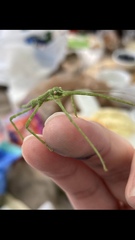Phasmatinae