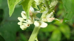Solanum stramoniifolium