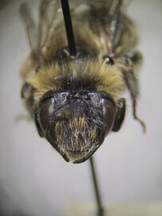 Anthophora terminalis