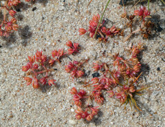Crassula decumbens