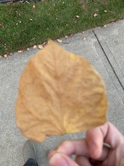 Cercis canadensis