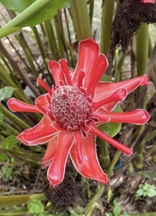 Etlingera