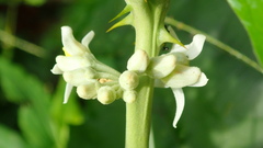 Solanum stramoniifolium