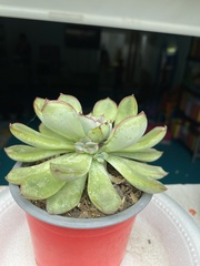 Echeveria pulidonis